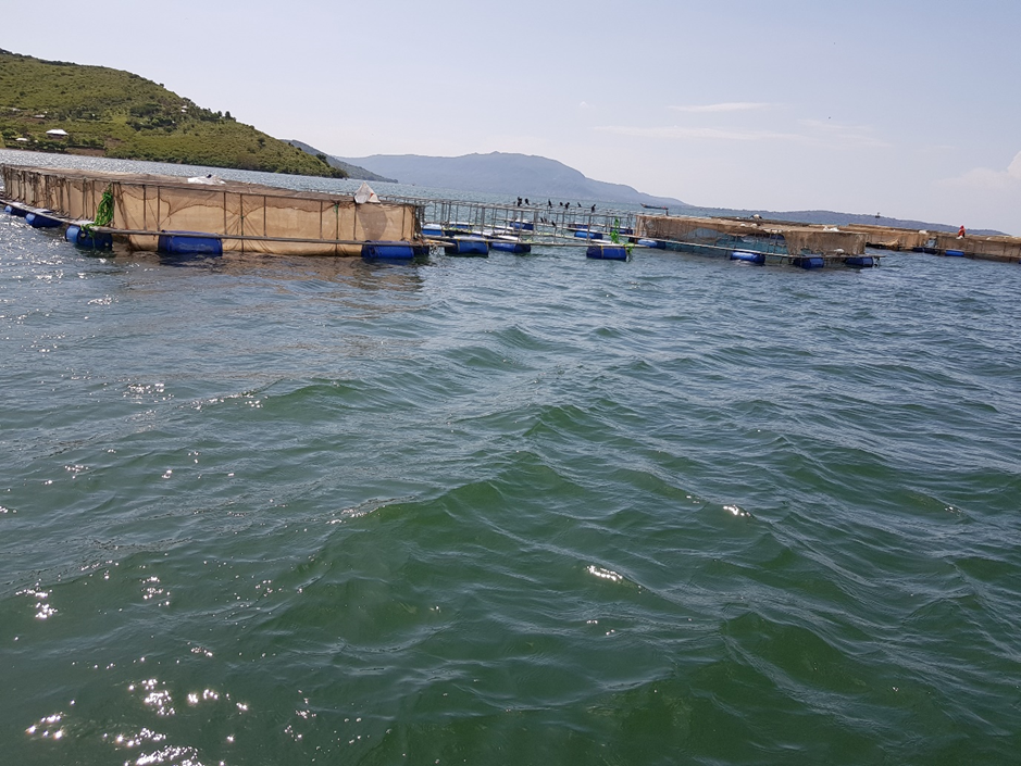 Cages in Lake Victoria used to culture Tilapia