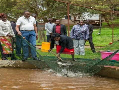 President Uhuru learning about trout fish harvesting